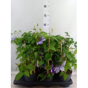 Clematis  'Boulevard'   ...