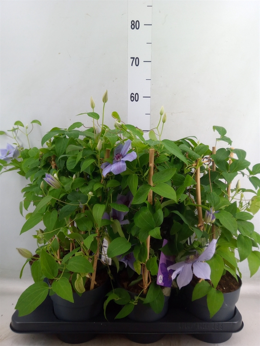 <h4>Clematis  'Boulevard'   ...</h4>