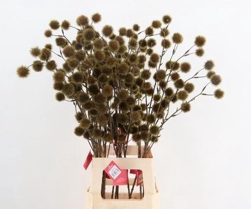 <h4>KUNSTBLOEM H%</h4>