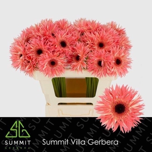 GERBERA GBS 'SENSINI'