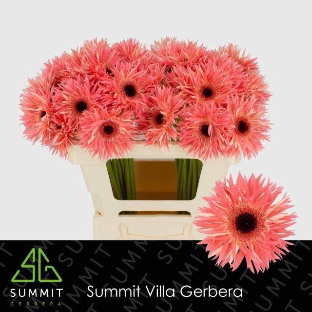 <h4>GERBERA GBS 'SENSINI'</h4>