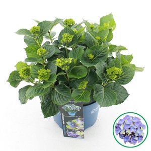 Hydrangea macr. Royalty® 'Lady Mata Hari'® Blauw C5 (23cm.) Kn.