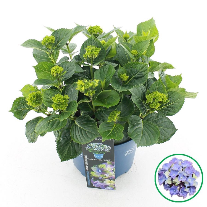 <h4>Hydrangea macr. Royalty® 'Lady Mata Hari'® Blauw C5 (23cm.) Kn.</h4>