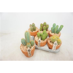 Cactus Gem Terra Cotta