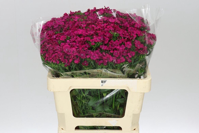 <h4>Di Barb Neon Cherry</h4>