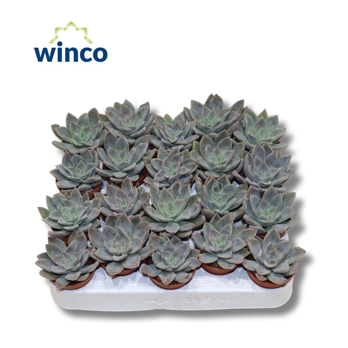 <h4>Echeveria Silver Queen</h4>