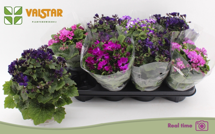 <h4>PERI C MAN GEM</h4>