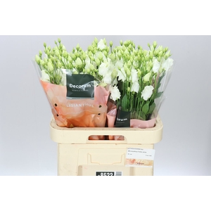 Eust En Falda White