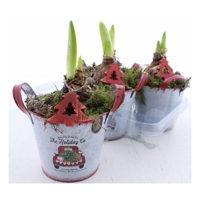 <h4>ARR BOL KNOLGEWAS</h4>