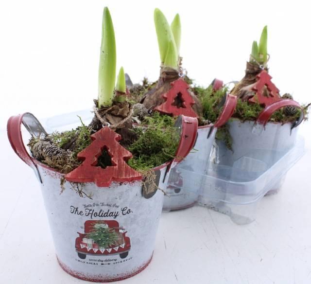 <h4>ARR BOL KNOLGEWAS</h4>