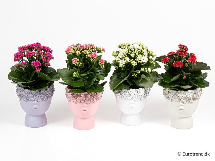 <h4>KALANCHOE BLOSSFELDIANA</h4>