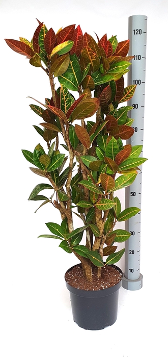 <h4>COD GR PETRA</h4>