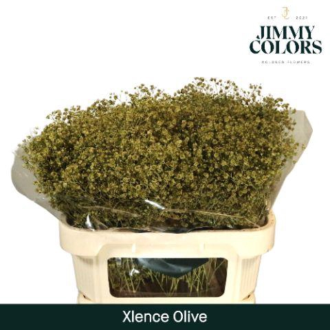 <h4>Gyps Xlence l70 Olive</h4>