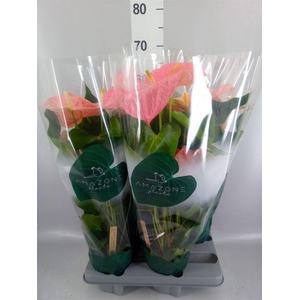 Anthurium andr. 'Colorado'