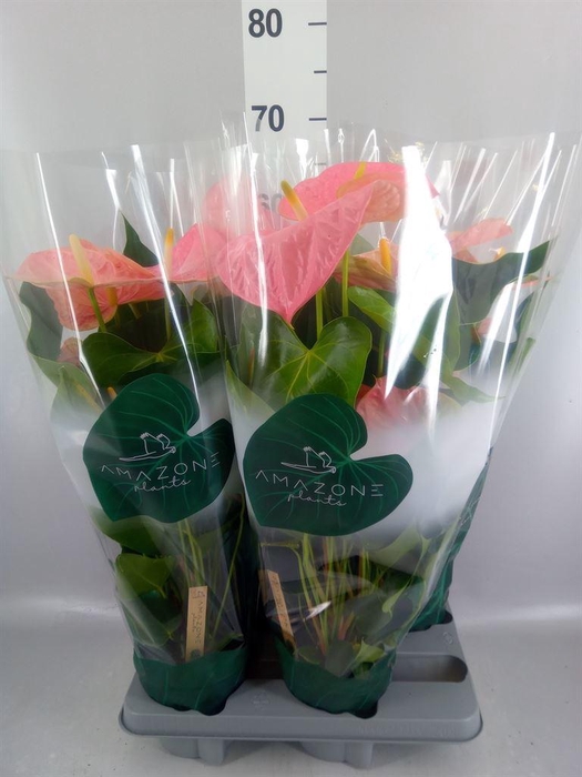 <h4>Anthurium andr. 'Colorado'</h4>