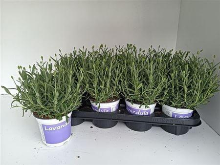 <h4>Lavendel Lavandula Hidcote Blue Bla</h4>
