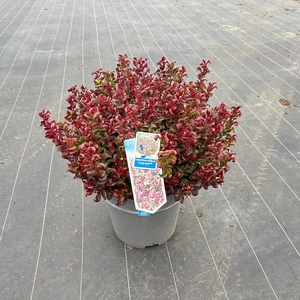 Leucothoe axillaris ‘Curly Red’ PBR