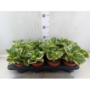 Peperomia obt. 'Variegata'