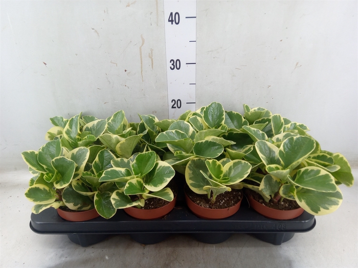 <h4>Peperomia obt. 'Variegata'</h4>