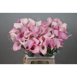 CALLA CANDYFLOSS ZANT CANDYFLOSS