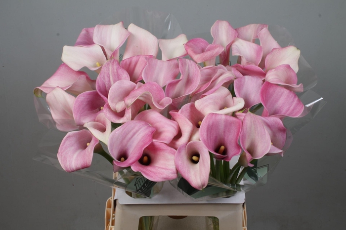 <h4>CALLA CANDYFLOSS ZANT CANDYFLOSS</h4>