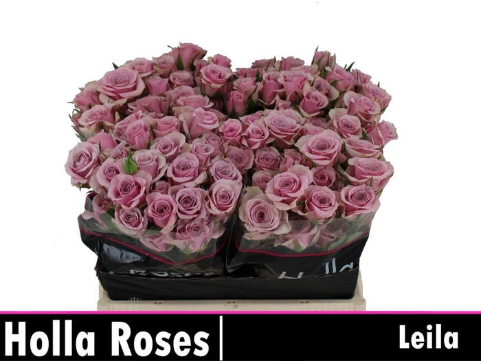 <h4>Rs tr Leila</h4>