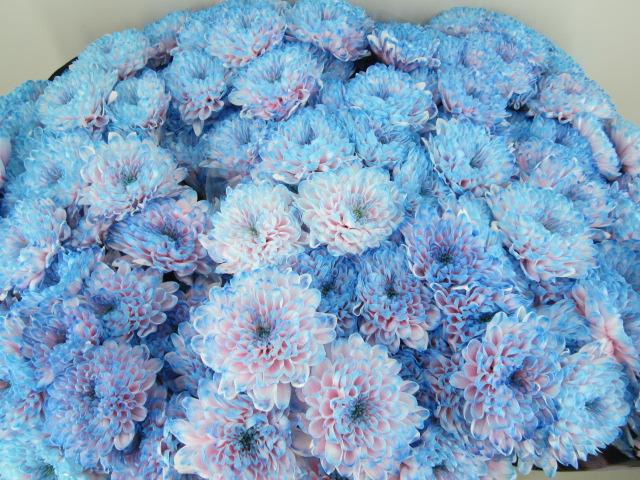<h4>Chr T Altaj Bubbelgum</h4>