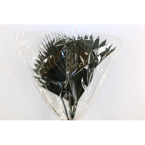 Dried Palm Sun 6pc Black