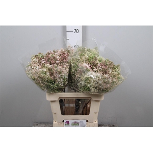 Syr Hy Maidens Blush 4+