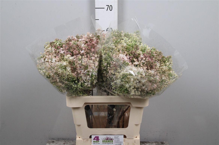 Syr Hy Maidens Blush 4+