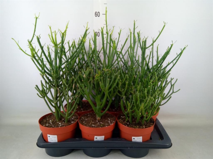 <h4>Euphorbia tirucalli</h4>