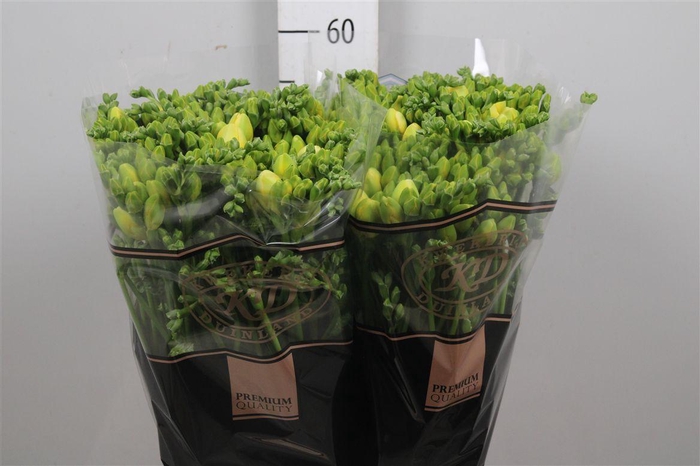 Fr Du Mirage (op Kleur!)