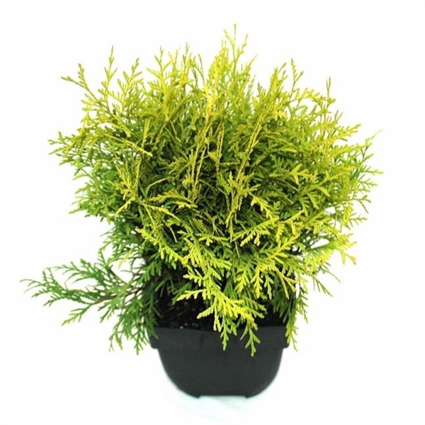 Thuja occidentalis 'Golden Globe' P17