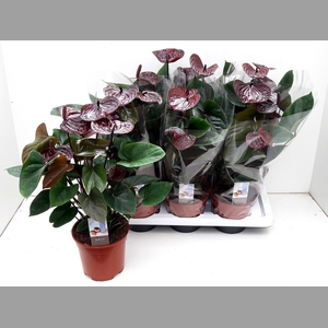 ANTHU AN ADIOS CHOCO