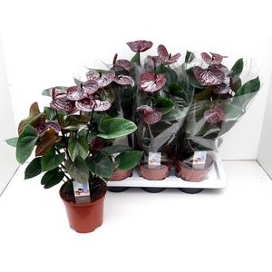 ANTHU AN ADIOS CHOCO