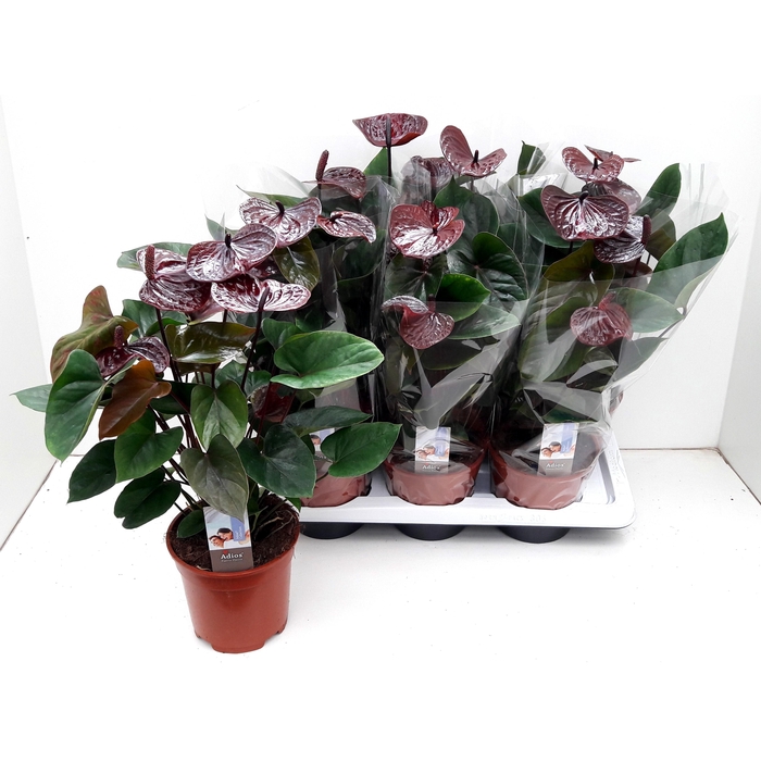 <h4>ANTHU AN ADIOS CHOCO</h4>