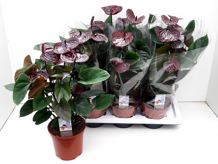 <h4>ANTHU AN ADIOS CHOCO</h4>