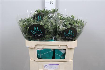 <h4>Eryn Sirius Qstar</h4>