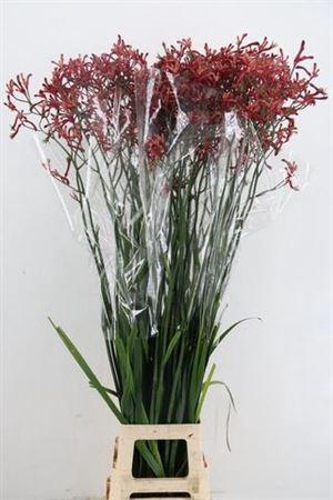 <h4>Anigoz Esmee Red</h4>