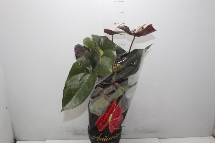 <h4>ANTHURIUM SEMPRE P17 PREMIUM</h4>