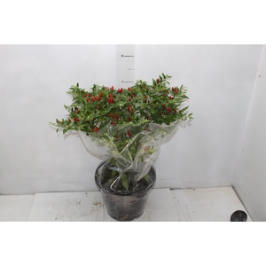 PIMENTA MALAGUETINHA P24