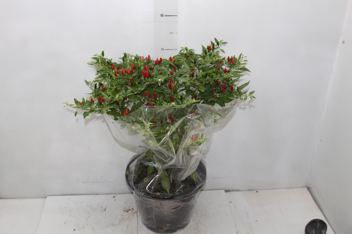 <h4>PIMENTA MALAGUETINHA P24</h4>