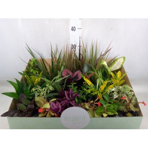 Planten  ..mix