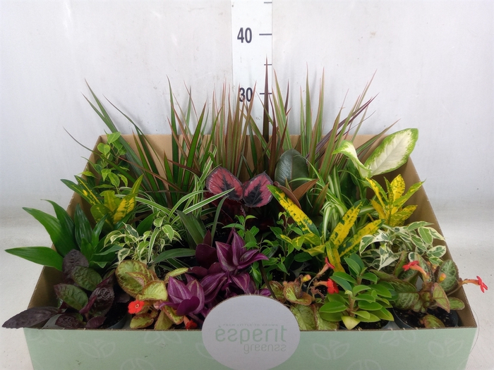 <h4>Planten  ..mix</h4>