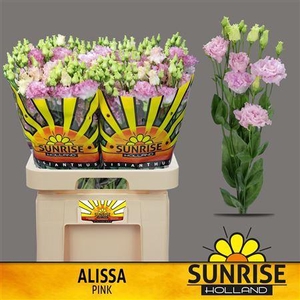 EUS G ALISSA PINK