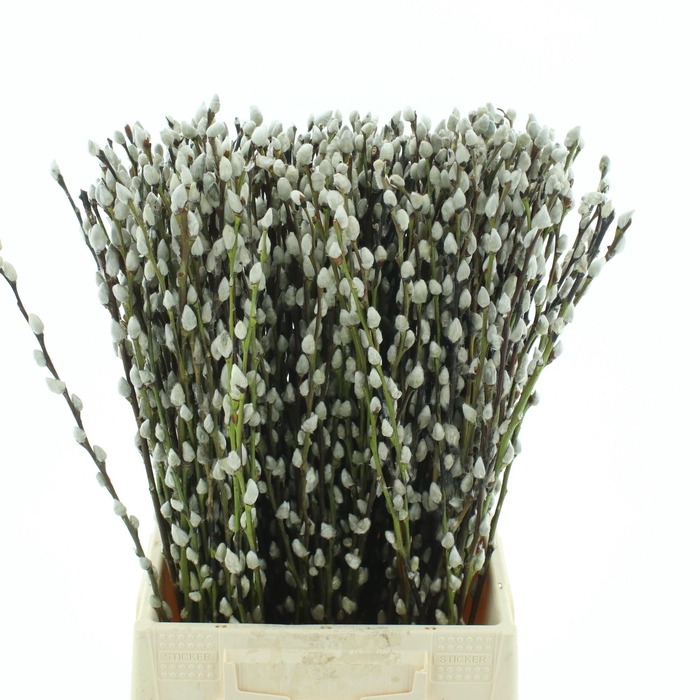 <h4>SALIX CA SNOW FLAKE</h4>