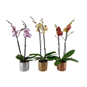3D Luxury Phal Mix 2T 16+