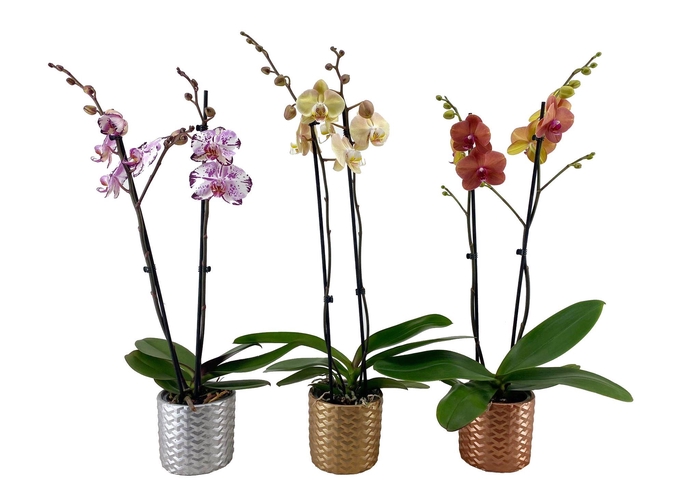 <h4>3D Luxury Phal Mix 2T 16+</h4>