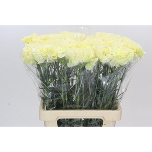 Dianthus St Poirot Giallo