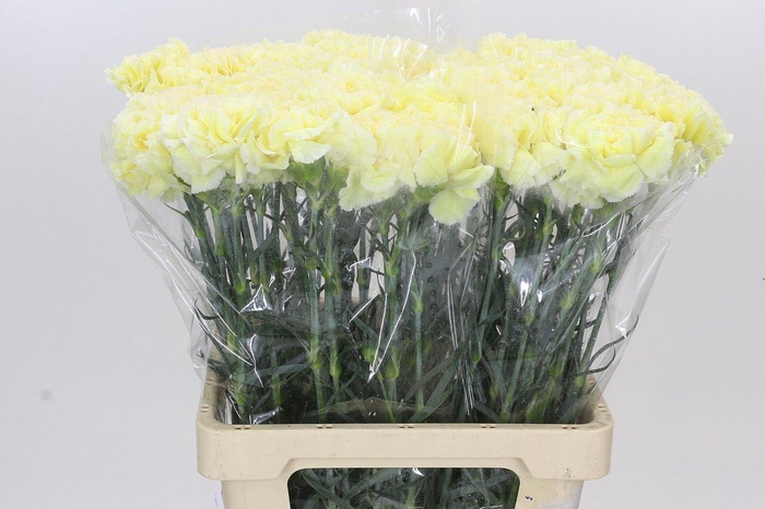 Dianthus St Poirot Giallo